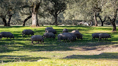 Sapiencia Ibérica de Hermanos Cárdeno S.L. (DOP Jabugo)